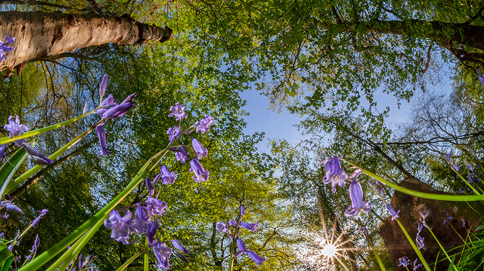 Wildlife photography tips bluebell wood